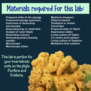 Porifera / Sponges - Gulf Specimen Marine Lab