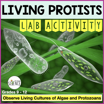 Preview of Protista Kingdom Lab - Living Protists, Algae, and Protozoa