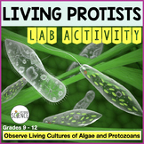 Protista Kingdom Lab - Living Protists, Algae, and Protozoa