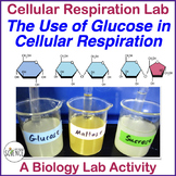 Respiration Lab The Use of Glucose in Cellular Respiration