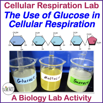 Preview of Cellular Respiration Lab The Use of Glucose in Respiration