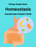 Biology, Lesson 10 - Homeostasis - Google Slides