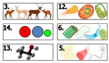 Preview of Biology Levels of Organization Task Card Matching (Fully Editable, No Prep, Key)