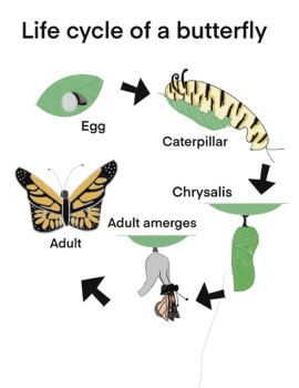 Preview of Biology - Life Cycle of a Butterfly