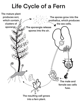 Preview of Biology - Life Cycle of a Fern