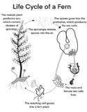 Biology - Life Cycle of a Fern
