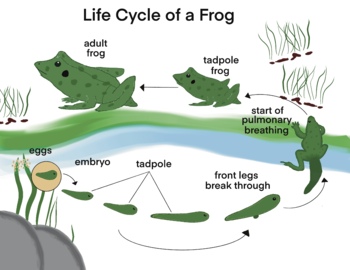 Preview of Biology - Life Cycle of a Frog