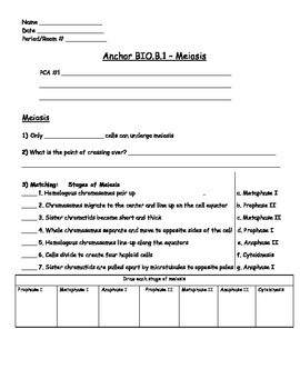 Preview of Genetics - Meiosis Worksheet