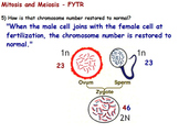 Genetics - Mitosis and Meiosis; Reading Assignment w/ worksheet