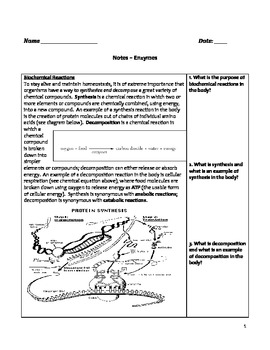 Preview of Free High School Biology Notes - Enzymes