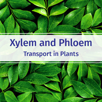 Transport In Plants Teaching Resources | TPT