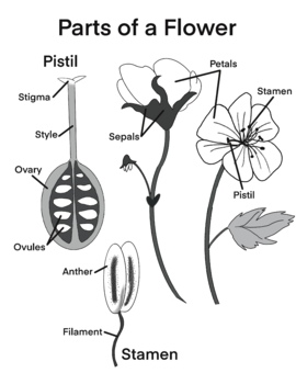 Preview of Biology - Parts of a Flower
