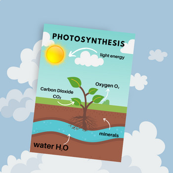 Preview of Biology Poster - Photosynthesis
