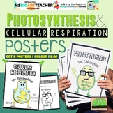 Photosynthesis and Cellular Respiration Poster and Colouri