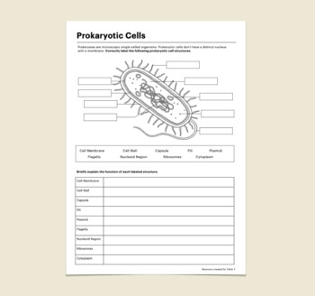 Biology Prokaryotic Eukaryotic Cells Worksheets by Tobie T TPT