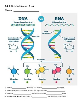 Preview of Biology RNA, Protein Synthesis, and Mutations Guided Notes