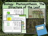 Biology (Science) Leaf Structure & Photosynthesis Lesson