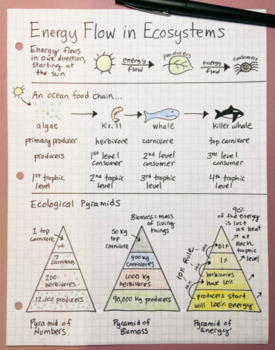 Preview of Biology Sketchnotes: Energy Flow in Ecosystems