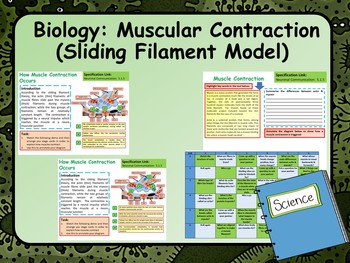Preview of Biology: Sliding Filament Model Lesson & Activities