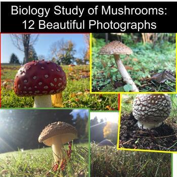 Preview of Beautiful Mushroom Photography