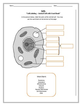 Biology! The Cell: Worksheets! by Beverly's Science Classroom | TpT
