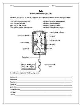 biology the cell worksheets by beverlys science classroom tpt