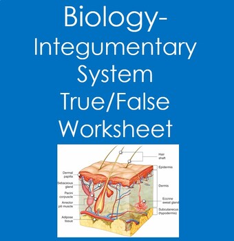 Preview of Biology:  The Integumentary System True False Worksheet