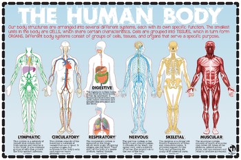 Preview of Biology: The Systems of the Human Body