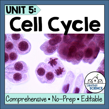 Preview of Cell Cycle & Mitosis Lesson Plans - Cell Division, Cancer, Cell Differentiation