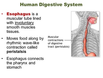 Biology Unit: Digestive Systems - Structures, Functions & Disorders
