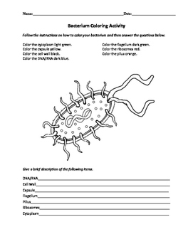 Preview of Biology: Viruses and Bacteria Worksheets!