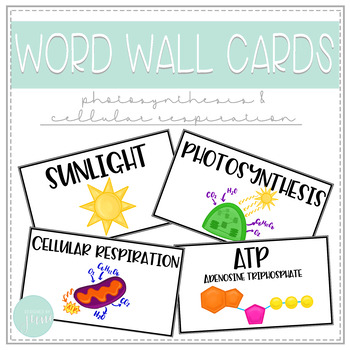 Preview of Biology Word Wall Cards - Photosynthesis and Cellular Respiration