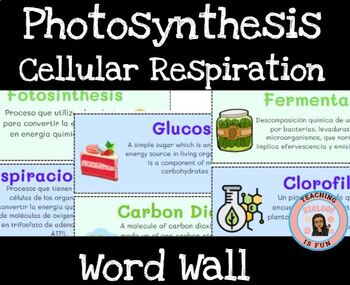 Preview of Photosynthesis and Cellular Respiration Word Wall ESL English and Spanish