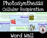 Photosynthesis and Cellular Respiration Word Wall ESL Engl