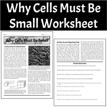 Preview of Biology Worksheet - Surface Area To Volume Ratio (Why Cells Must Be Small)