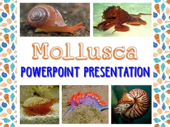 Preview of Biology / Zoology – Mollusk PowerPoint Presentation