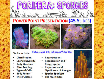 Preview of Biology / Zoology – Phylum Porifera (Sponges) PowerPoint Presentation- 45 Slides