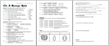 Biology / Zoology – Phylum Porifera (Sponges) Quiz | TpT