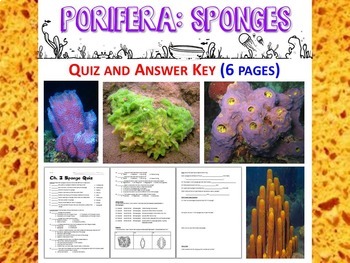 Preview of Biology / Zoology – Phylum Porifera (Sponges) Quiz