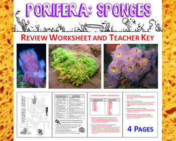 Preview of Biology / Zoology – Phylum Porifera (Sponges) Review Worksheet