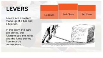 Preview of Biomechanics - Levers PowerPoint