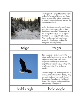 Biomes - Taiga Animals Three/Four Part Cards by Vicki Thompson | TPT