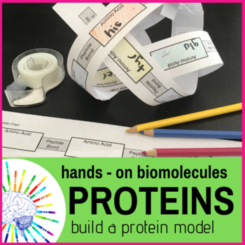 Preview of Biomolecules Activity - Build a Protein Model to learn Protein Folding!