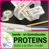 Biomolecules Activity - Build a Protein Model to learn Pro
