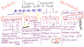 Preview of Biomolecules Anchor Chart