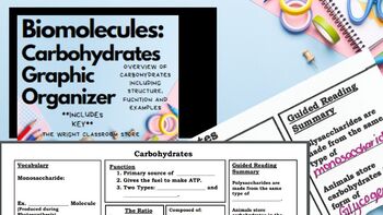 Preview of Biomolecules: Carbohydrates Graphic Organizer *with Key **