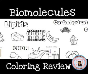 Preview of Biomolecules Coloring Sheet Review Notes Templates Biology STAAR EOC
