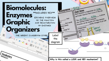 Preview of Biomolecules: Enzymes Graphic Organizer *EDITABLE DOCX w/ KEY*