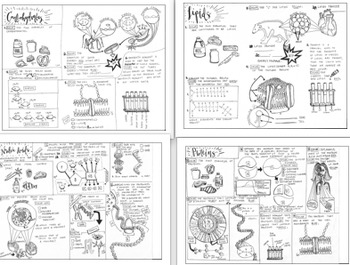 Biomolecules: Nucleic Acid, Carbohydrates, Proteins, and Lipids Coloring sheets