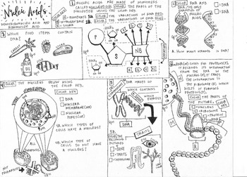 Preview of Biomolecules: Nucleic Acid Coloring Sheet